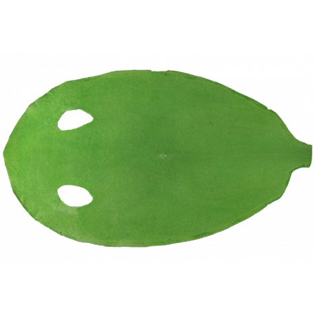 Cuir Galuchat poncé rond vert pomme