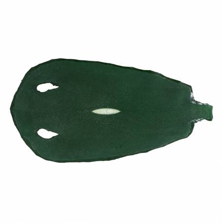 Galuchat grainé rond 8" vert