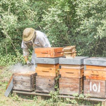 Cire d'abeille pour le travail du cuir