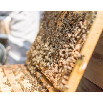 Cire d'abeille pour le travail du cuir